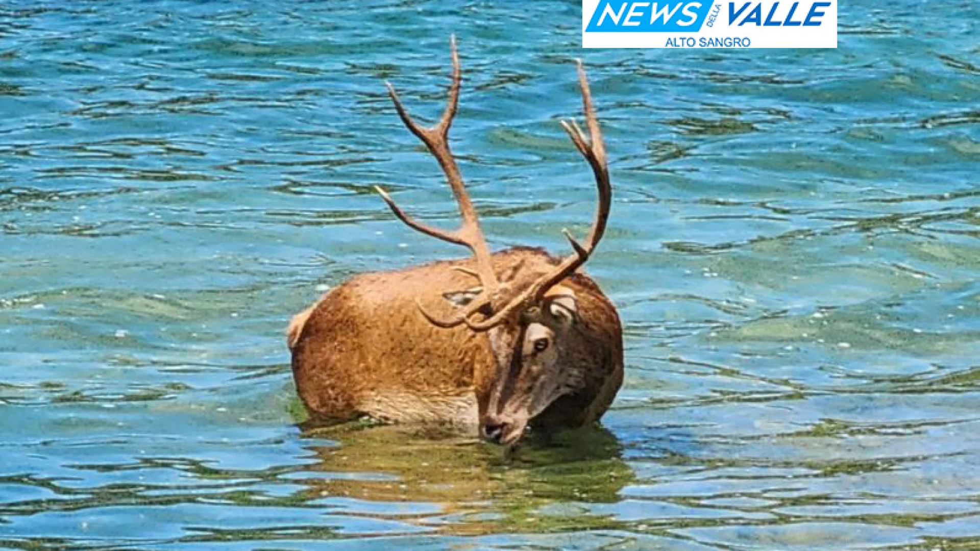 La foto-notizia: un cervo maestoso incanta i turisti sul lago di Scanno. L’animale impegnato in un bagno rinfrescante. Guarda gli scatti.